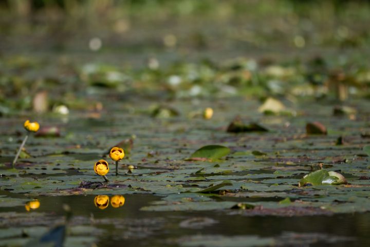 a close up of a pond