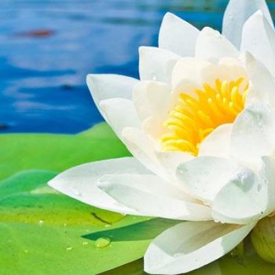 Flower from the Ridges Wildlife Preserve Tour