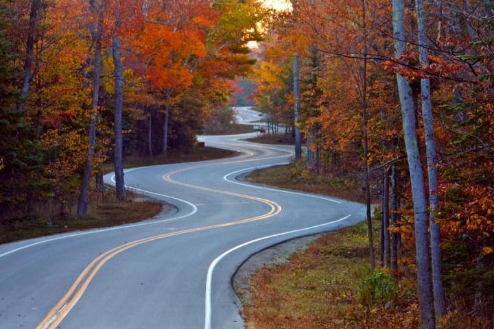 a path with trees on the side of a road